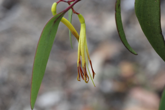 Muellerina eucalyptoides