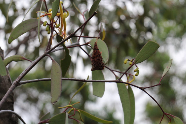 Muellerina eucalyptoides