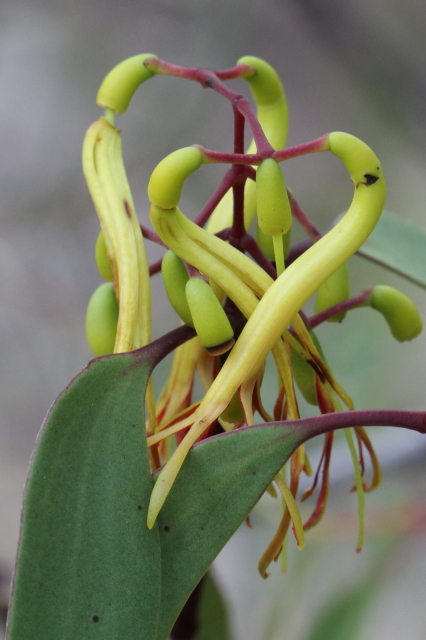 Muellerina eucalyptoides
