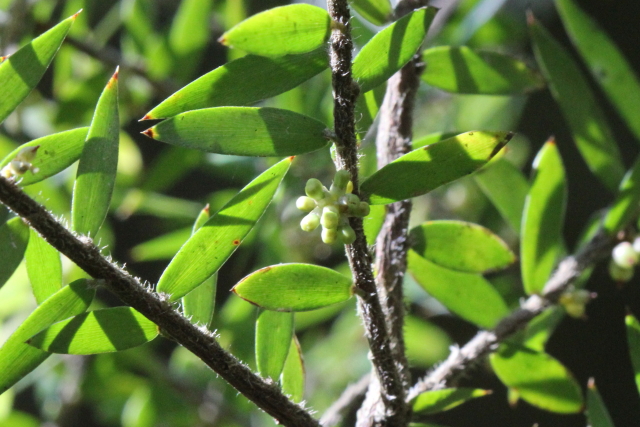 Acrotriche divaricata