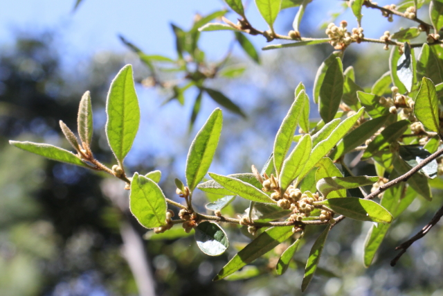 Asterolasia correifolia