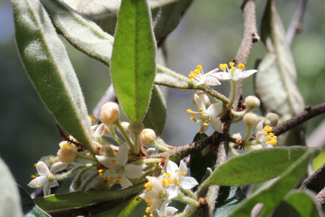 Asterolasia correifolia