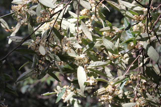 Asterolasia correifolia