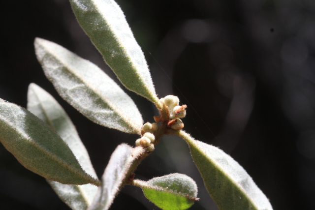 Asterolasia correifolia