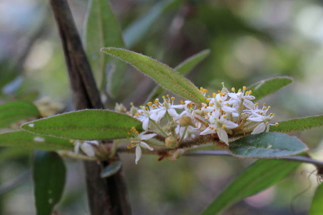 Asterolasia correifolia