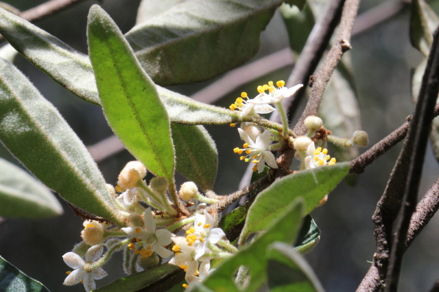 Asterolasia correifolia