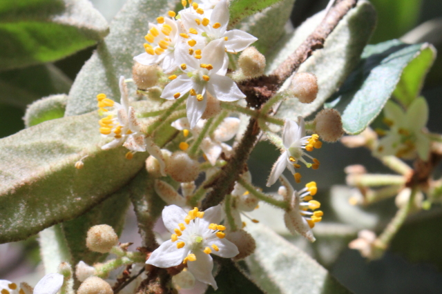 Asterolasia correifolia