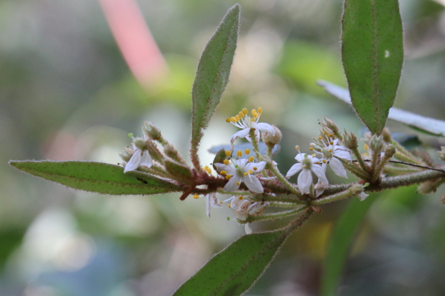Asterolasia correifolia