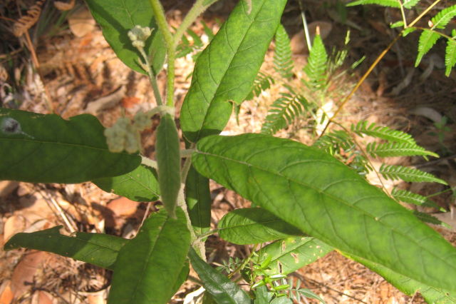 Astrotricha floccosa