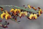 Bossiaea scolopendria