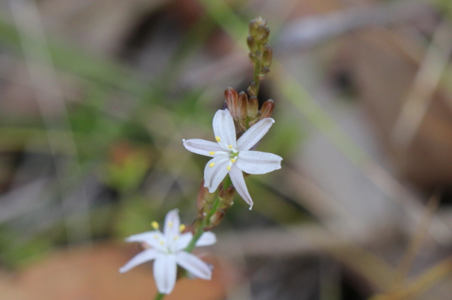 Caesia parviflora var. parviflora