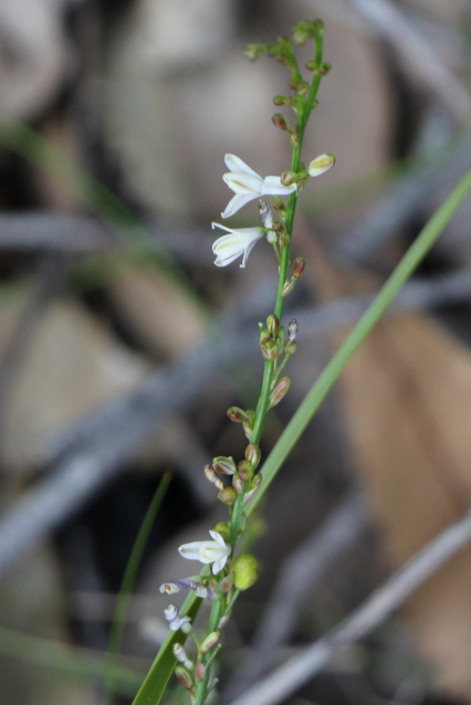 Caesia parviflora var. parviflora