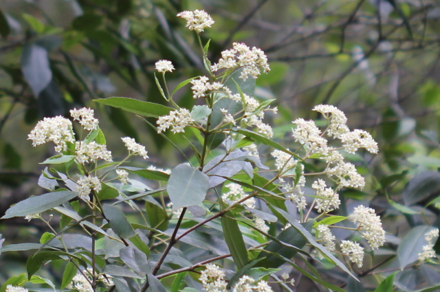 Ceratopetalum apetalum