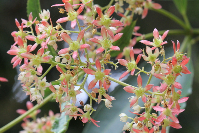 Ceratopetalum apetalum