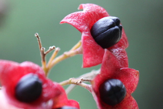 Clerodendrum tomentosum