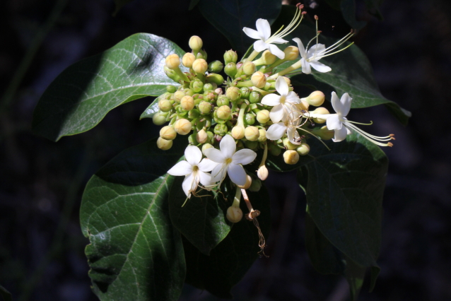 Clerodendrum tomentosum
