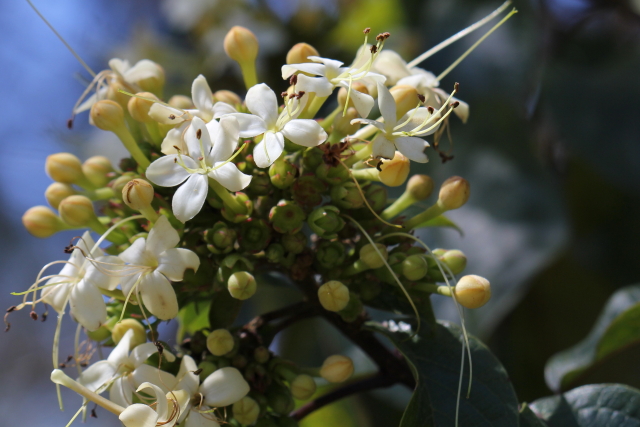 Clerodendrum tomentosum