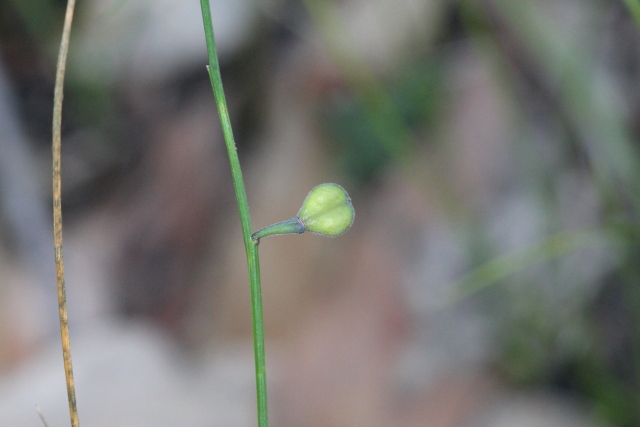 Comesperma sphaerocarpum