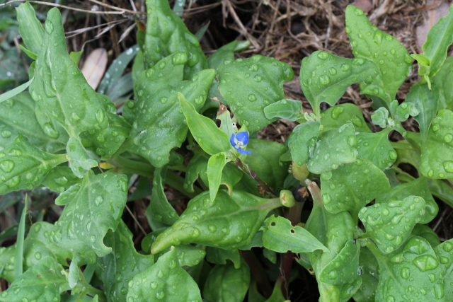 Commelina cyanea