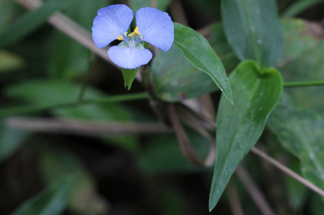 Commelina cyanea