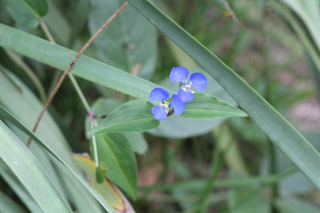 Commelina cyanea