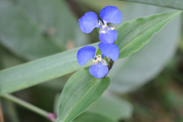 Commelina cyanea
