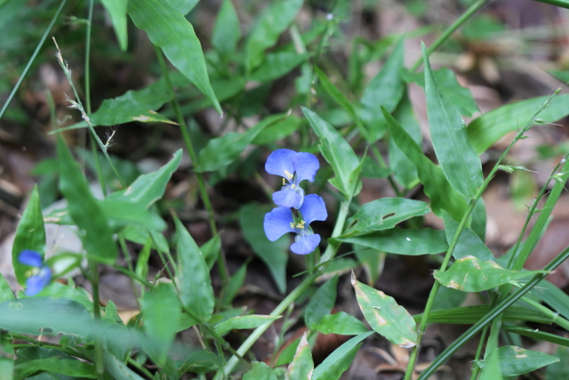 Commelina cyanea