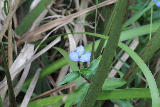Commelina cyanea
