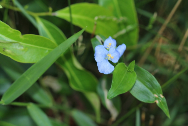 Commelina cyanea