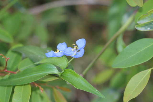 Commelina cyanea