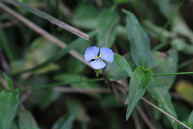 Commelina cyanea