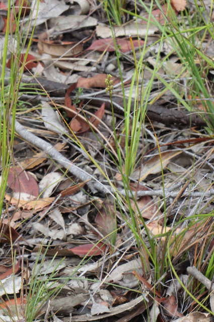 Corunastylis fimbriata