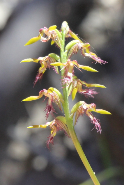 Corunastylis fimbriata