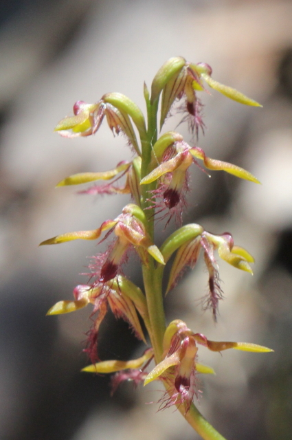 Corunastylis fimbriata