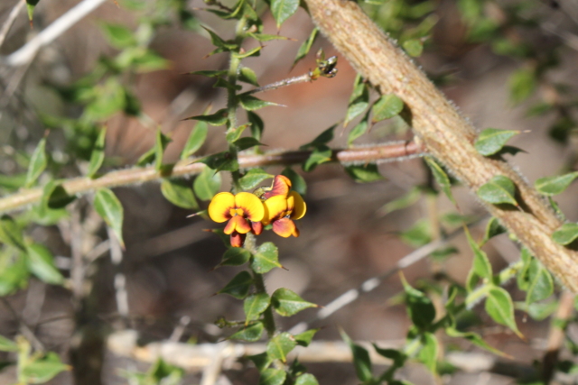 Daviesia umbellulata