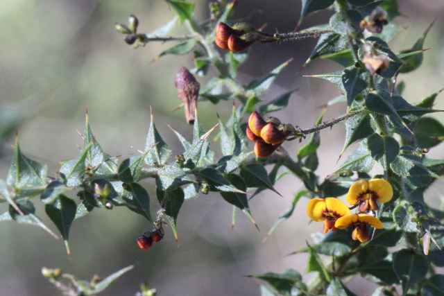 Daviesia umbellulata