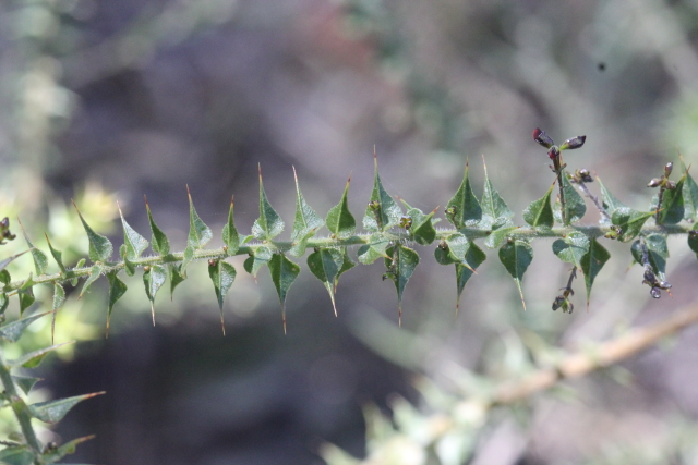 Daviesia umbellulata