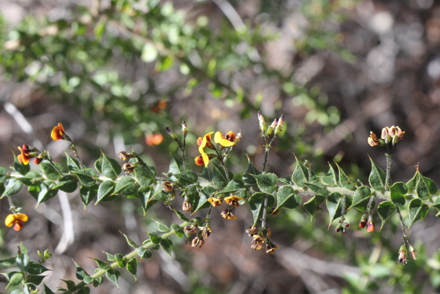 Daviesia umbellulata