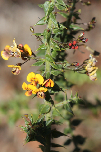 Daviesia umbellulata