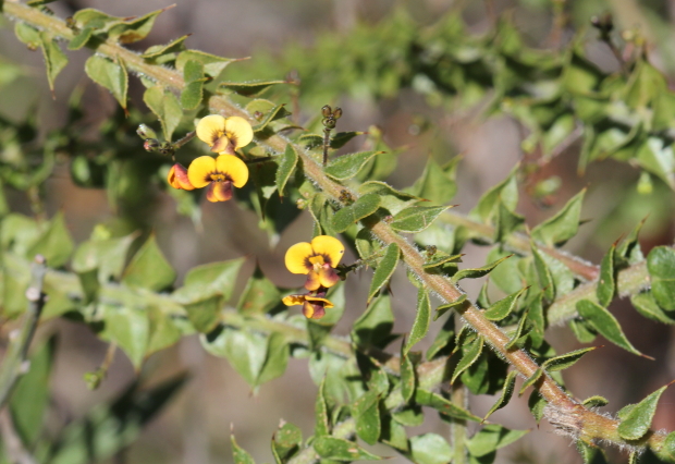 Daviesia umbellulata