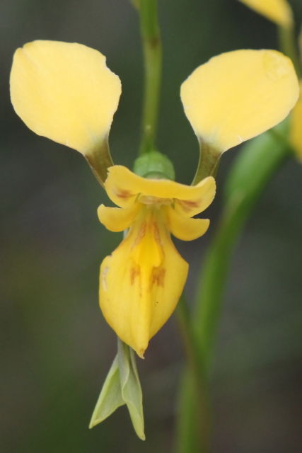 Diuris aurea