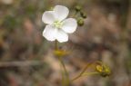 Drosera peltata