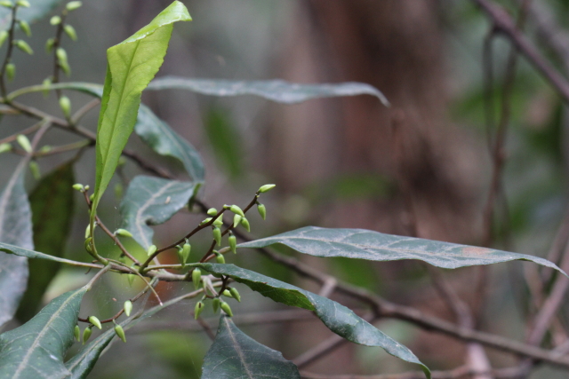 Elaeocarpus reticulatus