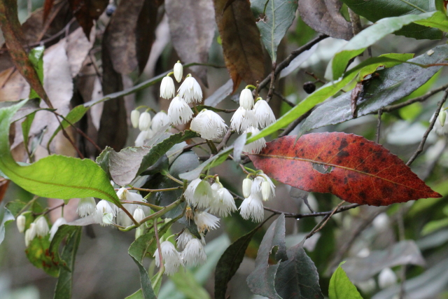 Elaeocarpus reticulatus