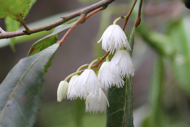 Elaeocarpus reticulatus