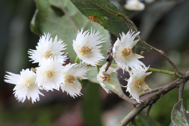 Elaeocarpus reticulatus