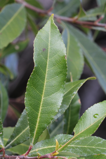 Elaeocarpus reticulatus