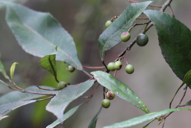Elaeocarpus reticulatus