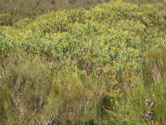 Eucalyptus luehmanniana