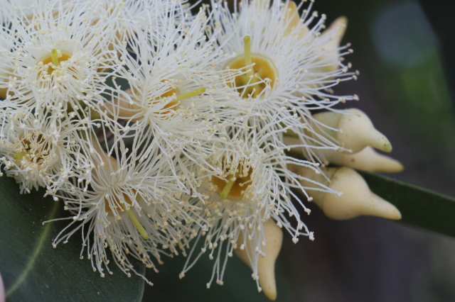 Eucalyptus robusta